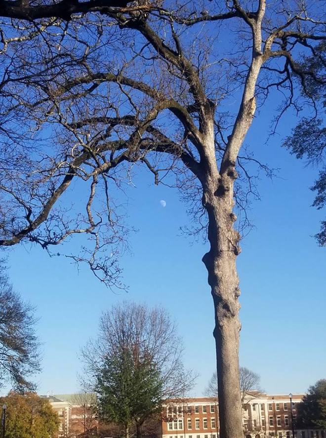 Tree with Moon
